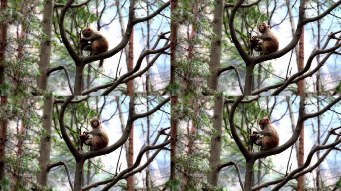 树上的野猴子生态环保环境保护树林树枝