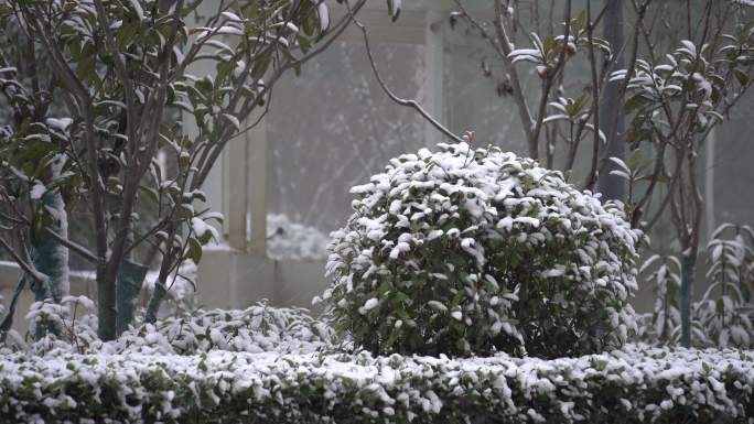 原创4K素材冬青雪景氛围