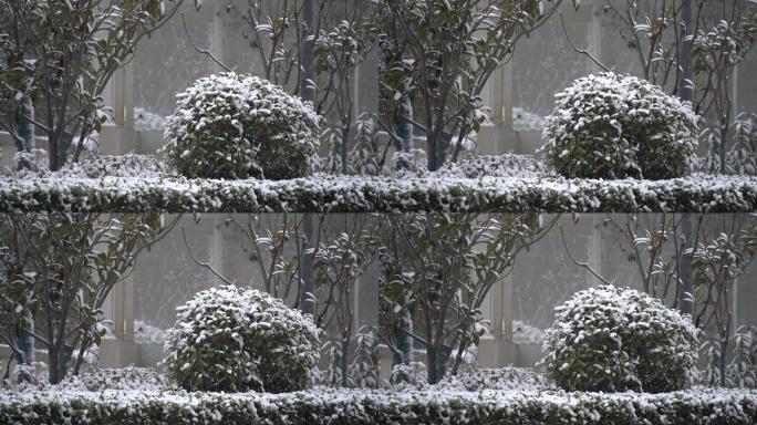 原创4K素材冬青雪景氛围