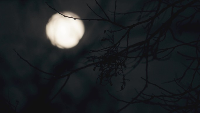 实拍月亮上树梢