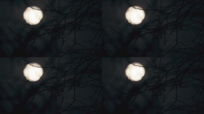 实拍月亮上树梢