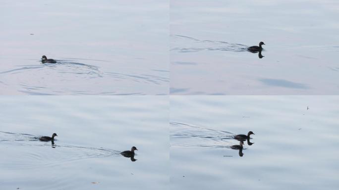 南京玄武湖里的黑鸭子