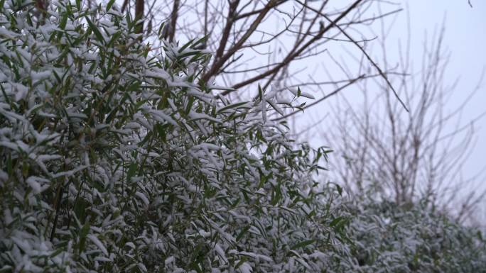 原创4K素材雪景竹子随风摇晃唯美氛围