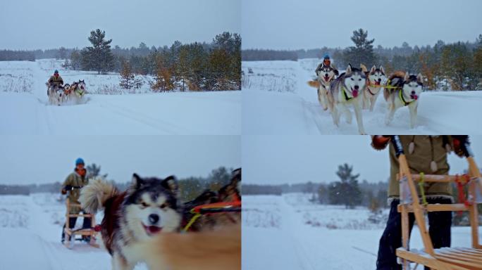 哈士奇狗拉着雪橇奔跑