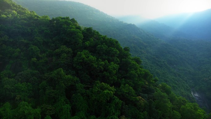 森林的无人机视图无人机视角-氧气气候变化