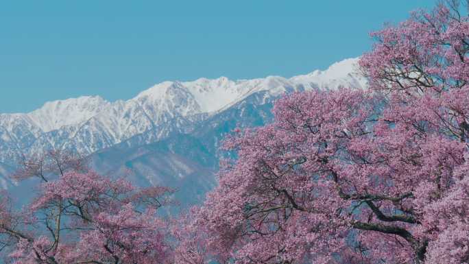 日本长野的雪山和蓝天下的樱花