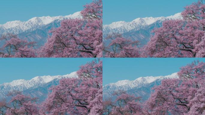 日本长野的雪山和蓝天下的樱花