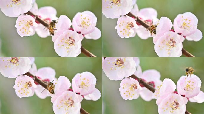 一只蜜蜂在开花季节从樱花的雌蕊收集花蜜