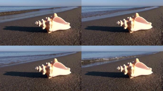 夏季海滩上的贝壳