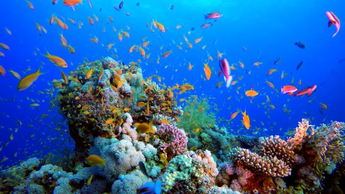 海底世界海族馆水族馆景观鱼礁石海藻