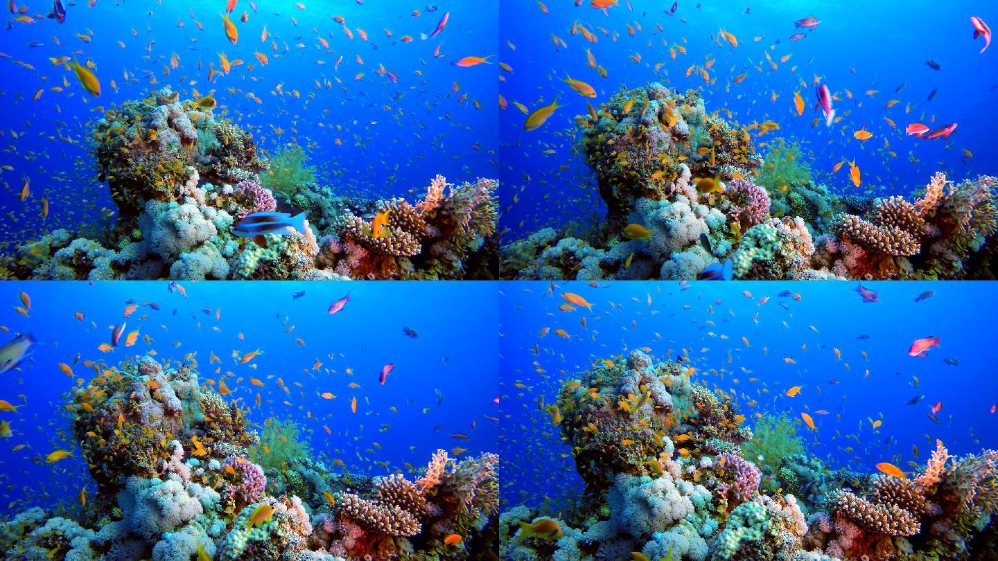 海底世界海族馆水族馆景观鱼礁石海藻