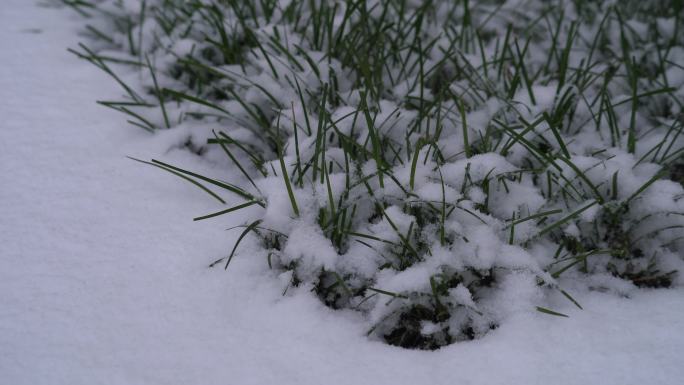 原创4K绿植雪景氛围