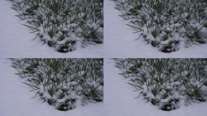 原创4K绿植雪景氛围