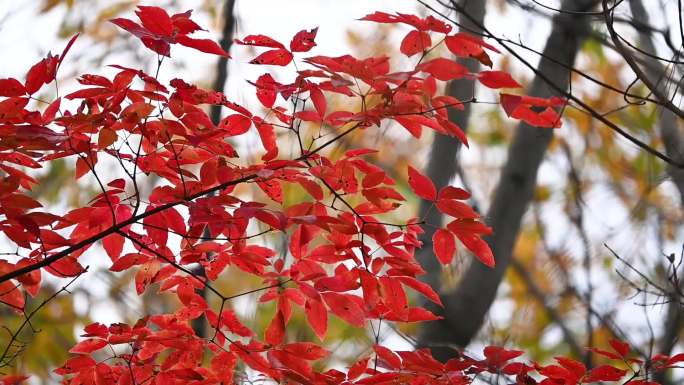 秋天东北山中树林秋景红叶树叶