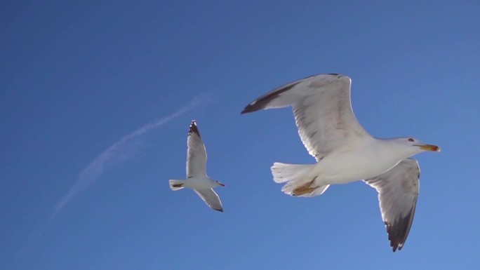 海鸥在美丽的蓝天上缓慢地飞翔。