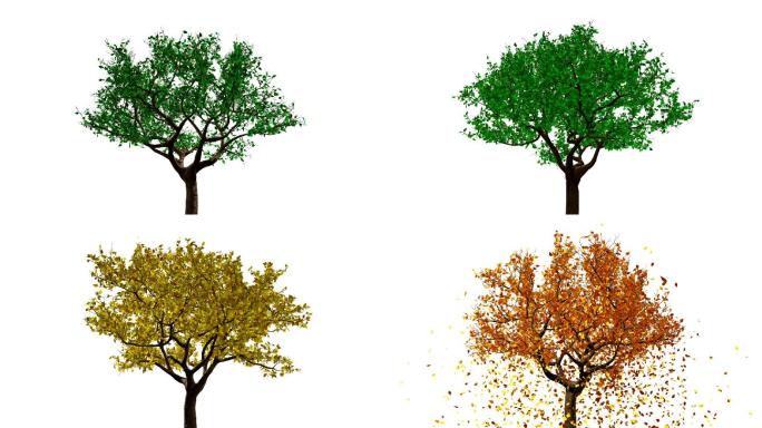 3D动画树唯美阳光森林树叶逆光竹林柳树植
