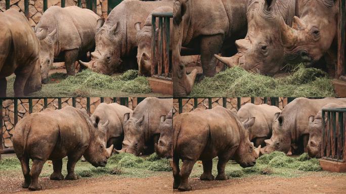 4K生态动物园犀牛吃草唯美空镜