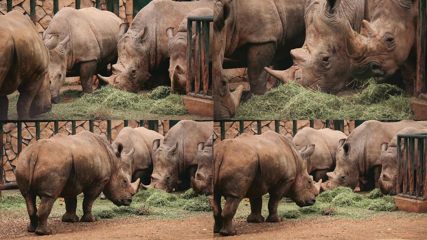 4K生态动物园犀牛吃草唯美空镜