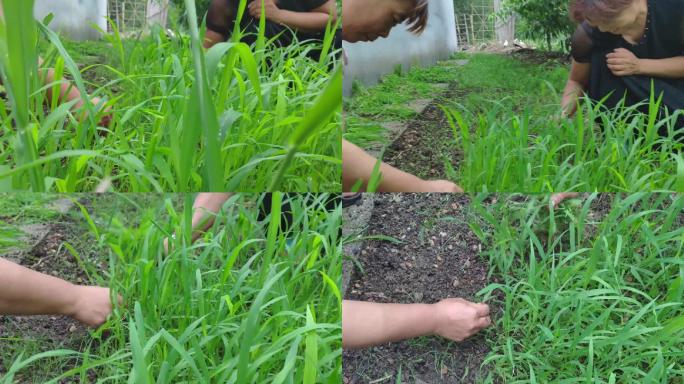 真实农民妇女拔草除草绿化农业干活