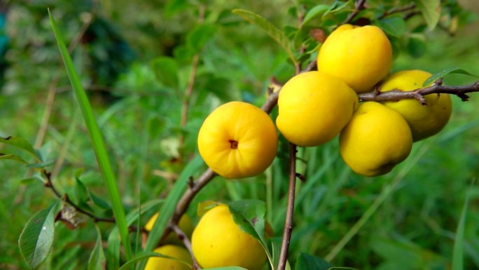 成熟的黄色木瓜果实木瓜种植