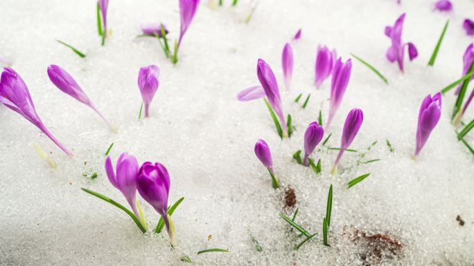 春天，番红花在白雪覆盖的草地上盛开
