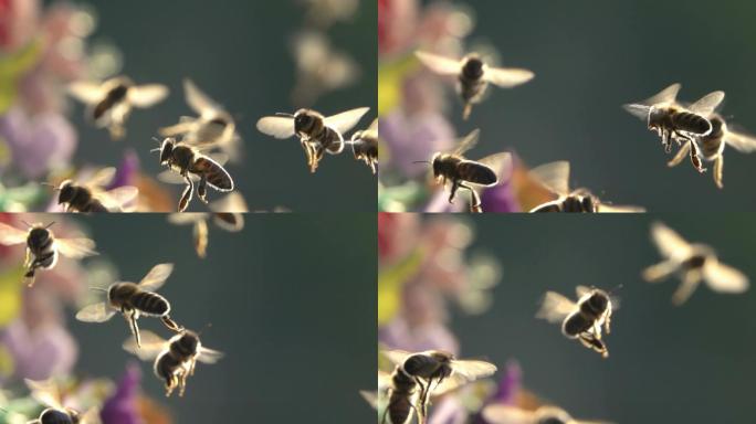 蜜蜂在花丛中飞来飞去。