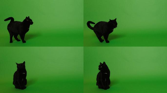 在绿色屏幕上行走的黑猫