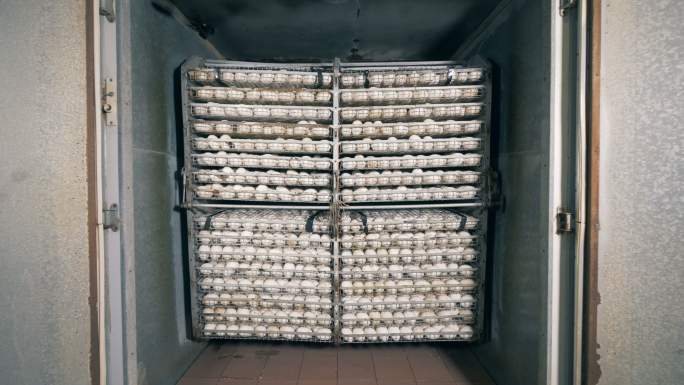 鸡蛋家禽生态养殖农业鸡蛋农场农村生活