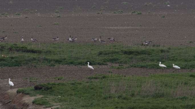 6K白琵鹭与大雁在滩涂散步