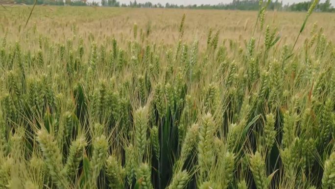 农田小麦子成熟滴水慢动作手搓玉米地