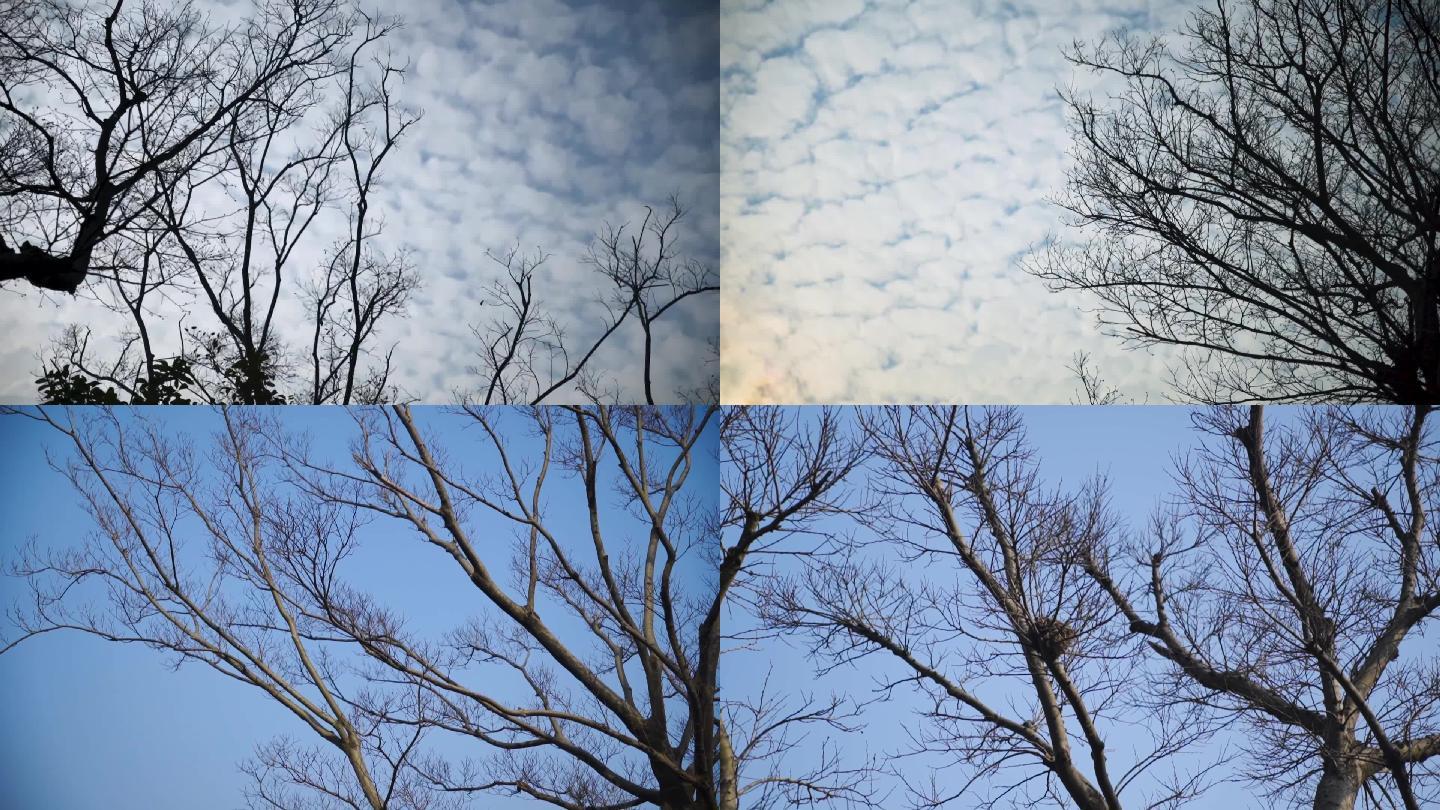 孤独冷清冬天树木天空空镜实拍视频