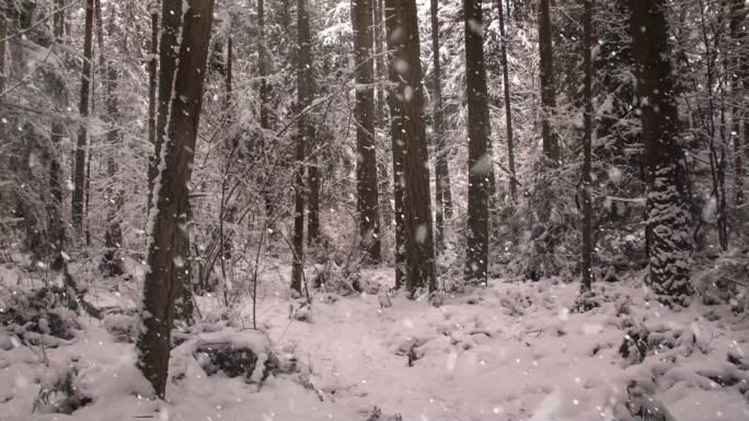 大雪森林树林