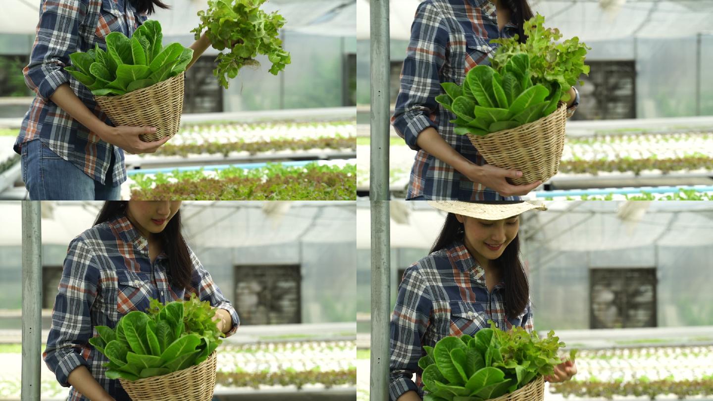 女孩拿着篮子在水培农场收获蔬菜