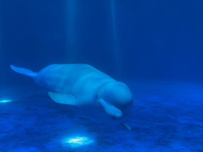 深海白鲸