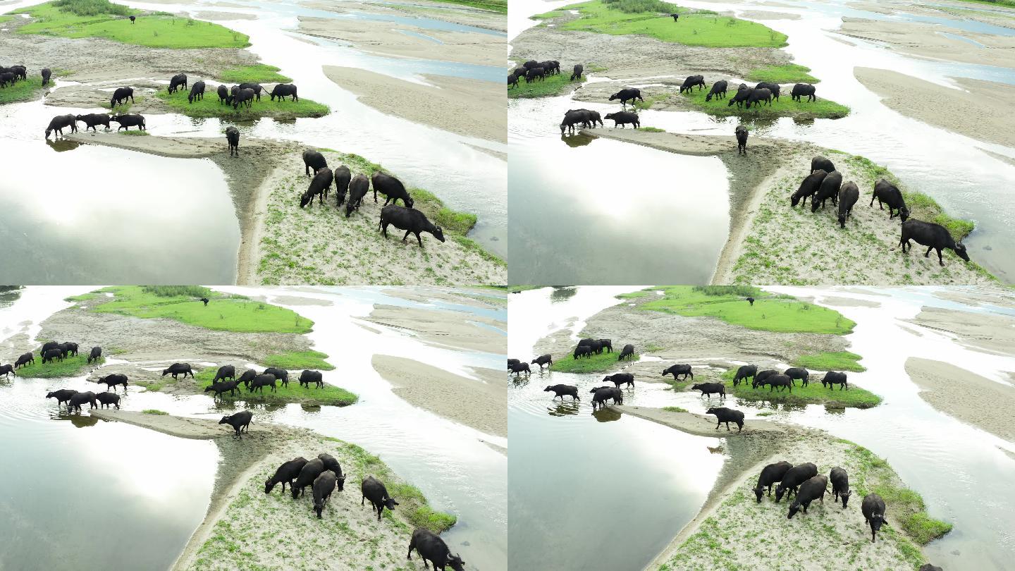 在河边吃草的黑牛内蒙古大草原牧场农场奶牛
