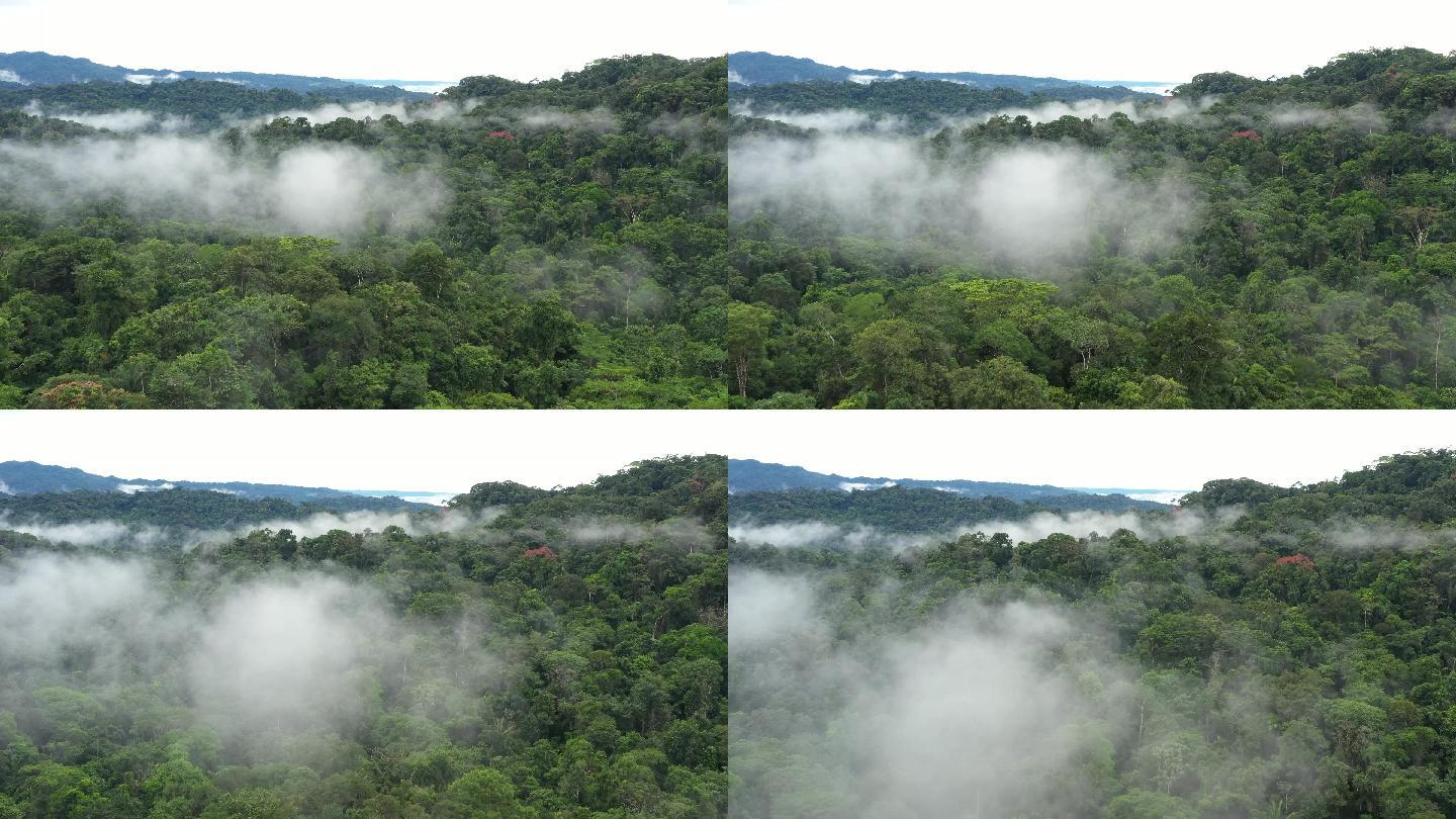 热带雨林层林灌木云雾飘渺深山老林