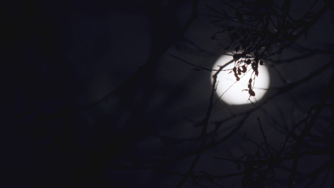 实拍夜晚月亮-树梢摇摆
