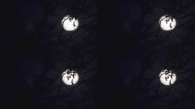 实拍夜晚月亮-树梢摇摆