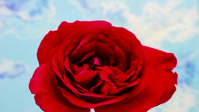 一朵红玫瑰在蓝色背景上盛开。