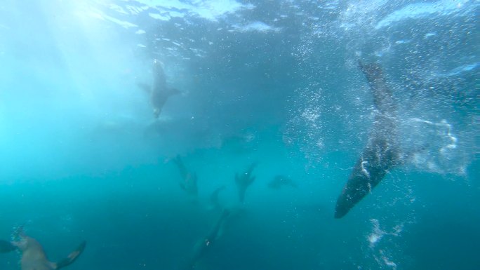 海豹海洋馆海底生物海洋鱼类