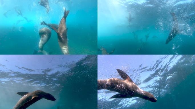 海豹海洋馆海底生物海洋鱼类