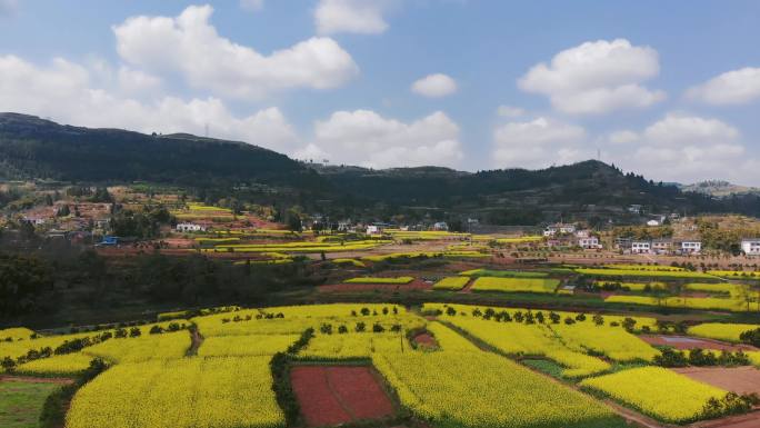 四川农村油菜花花海