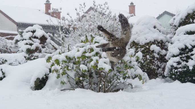 敏捷的虎斑猫捕捉一个向它飞来的雪球