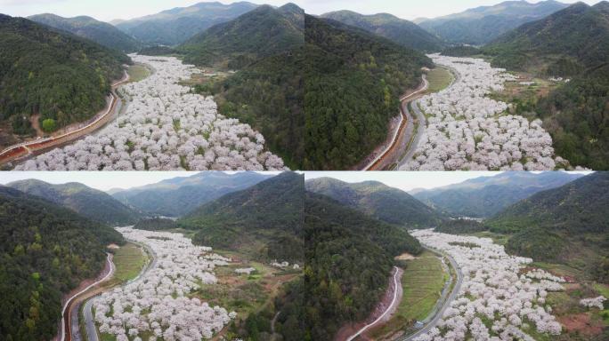 航拍绍兴上虞章镇张村樱花谷