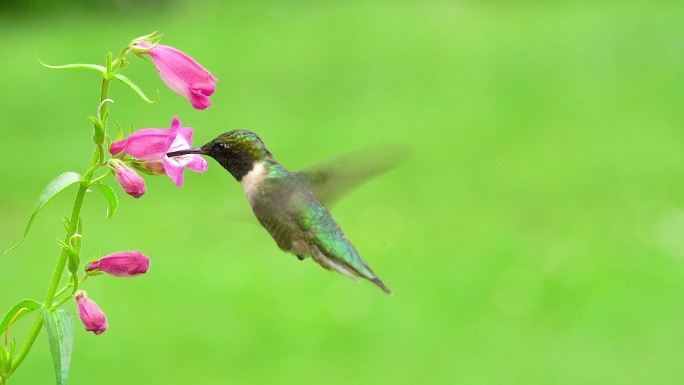 蜂鸟视频素材