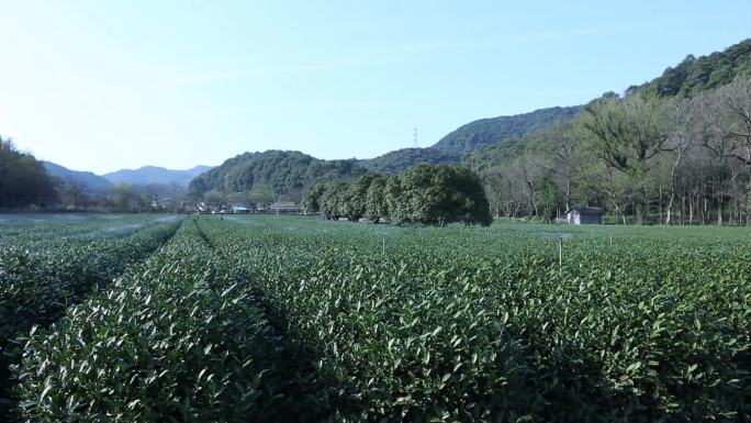 茶园茶叶浇水灌溉农业生产科技