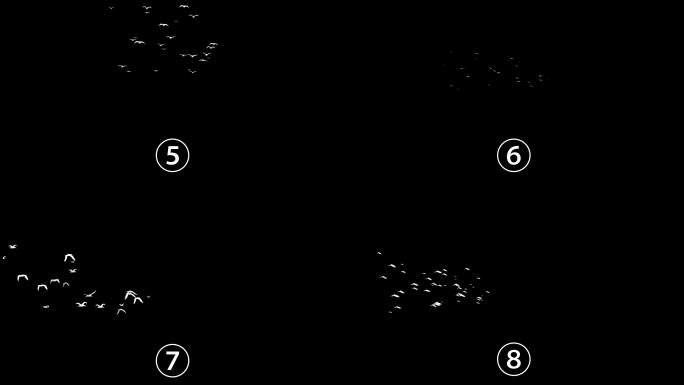 12组4K飞鸟鸟群动画+透明通道