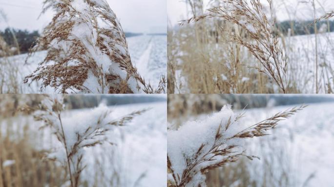 雪 芦苇上的雪 下雪 田野 枯草
