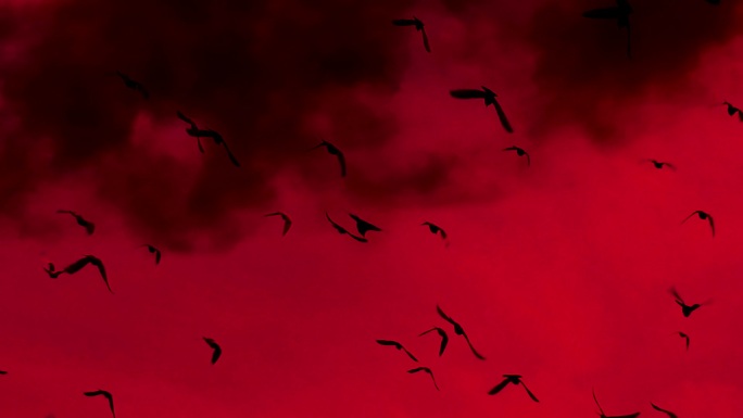 一群黑鸟在红色的天空和滚滚浓烟中缓缓盘旋