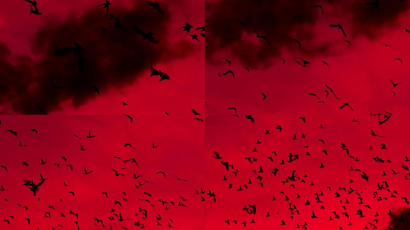 一群黑鸟在红色的天空和滚滚浓烟中缓缓盘旋